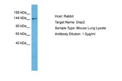 DISP2 Rabbit anti-Mouse, Polyclonal, Novus Biologicals 0.1 mL | Buy Online | Novus Biologicals | Fisher Scientific
